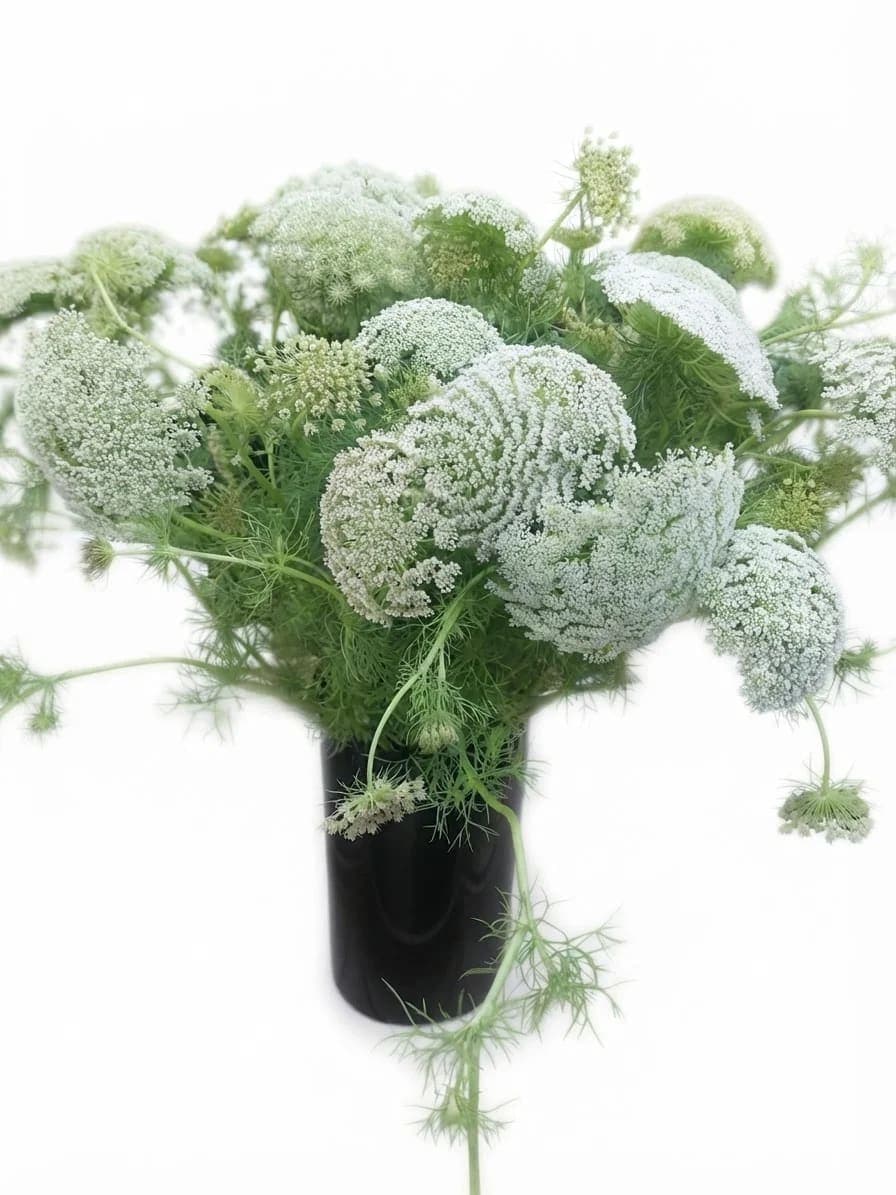 Bouquet Blanc Événementiel